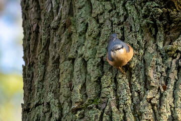 Kleiber, bird on a tree in winter Sitta europaea, European Nuthatch