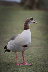 Portrait of an Egyptian goose