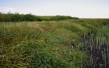 cut down canola 