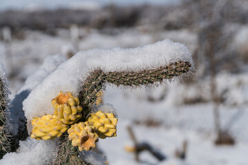 Cholla cactus covered with snow.