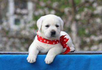 the yellow labrador puppy on the blue