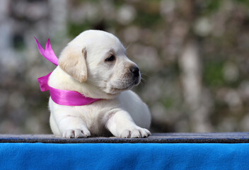 yellow labrador puppy on the blue