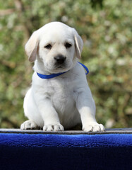 a sweet nice yellow labrador puppy on the blue