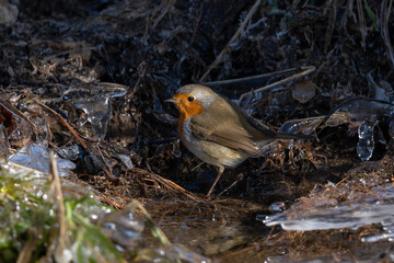 Watchful Robin bird (Rotkehlchen) searching for worms at a river, Close up with Copy Space