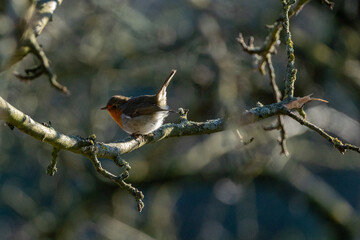 Watchful Robin bird (Rotkehlchen) resting at a river, Close up with Copy Space