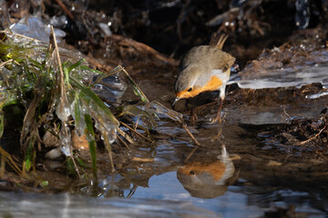 Watchful Robin bird (Rotkehlchen) searching for worms at a river, with reflection in water