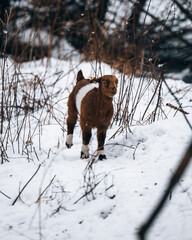 Babyziege läuft durch die Winterlandschaft.