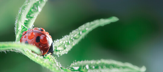 red ladybug on green leaf, ladybird creeps on stem of plant in spring in garden summer