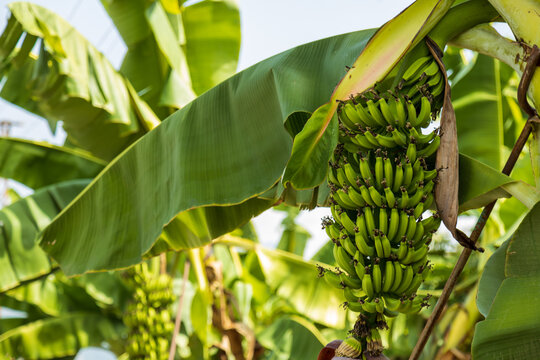 Candid shot of a banana palm tree at the organic household that grows fruits outdoors without pests.
