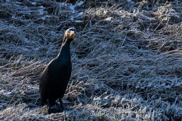 The great black cormorant (Phalacrocorax carbo) at a frozen river, in winter