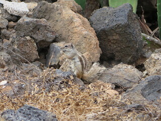 a Barbary Ground Squirrel in La Oliva, Fuerteventura, June