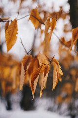 A close up of golden leaves in the winter 