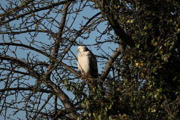 Common Buzzard (Buteo buteo), with white phased plumage resting on a tree in winter