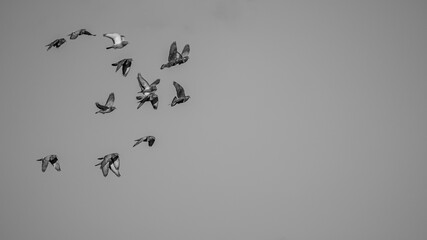 pigeons in flight in front of a bright sky in winter time, hesse, germany