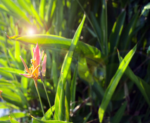 Exotic flower, bird of paradise, strelitzia or crane flower beside the river with beautiful sunset, lens flare circles. Other names this plant may call Bucky, Dwarf Jamaican, Fire Bird, etc.