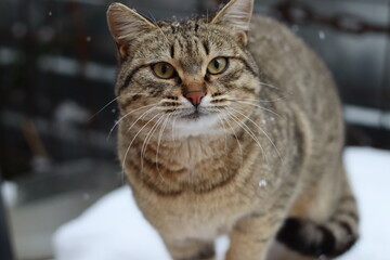 cat playing in the snow outside