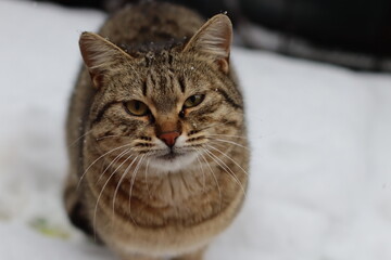 cat playing in the snow outside