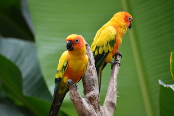 Couple yellow parrot