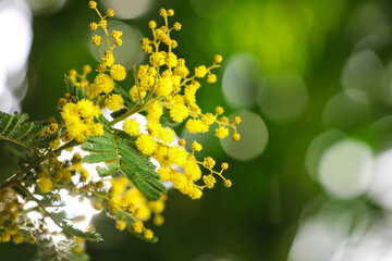 Beautiful mimosa plant on blurred background, closeup. Space for text