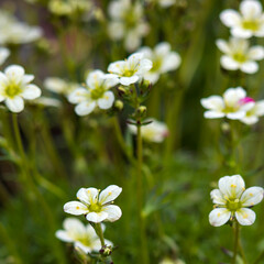 white flowers in a garden