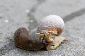 Iberiand slug and Roman snail meeting