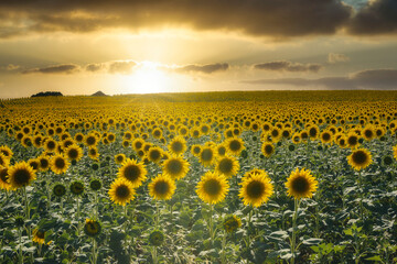 Obraz premium the sunset in a sunflowers field