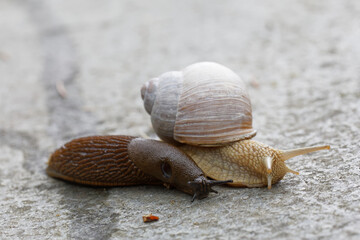 Iberiand slug and Roman snail meeting