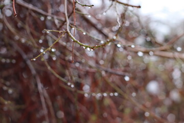 frost on the branches