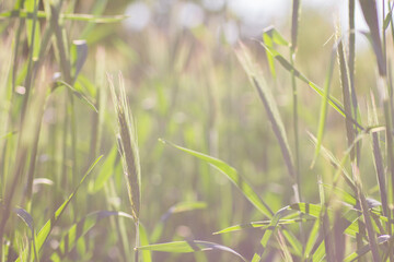 A field of green rye, wheat with ears of corn close-up on a sunny day