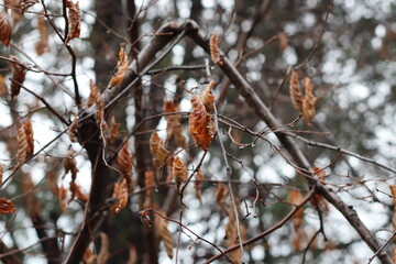 autumn leaves in the snow