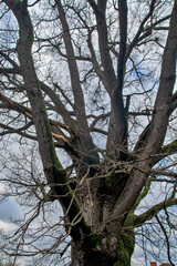 Fototapeta na wymiar Old oak tree