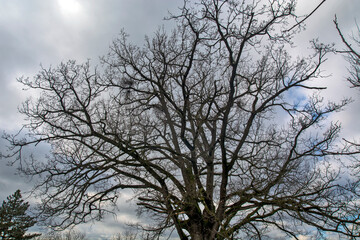 Fototapeta na wymiar Old oak tree