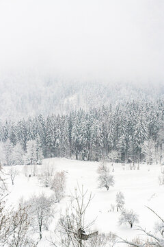 Winter Carpathian mountains a lot of snow and dust. Snowy  winter. Ukraine, Blyznytsia