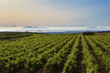 Fototapeta na wymiar This is the view of the Eolie islands, with the vineyards in the foreground, Marsala (TP), Sicily