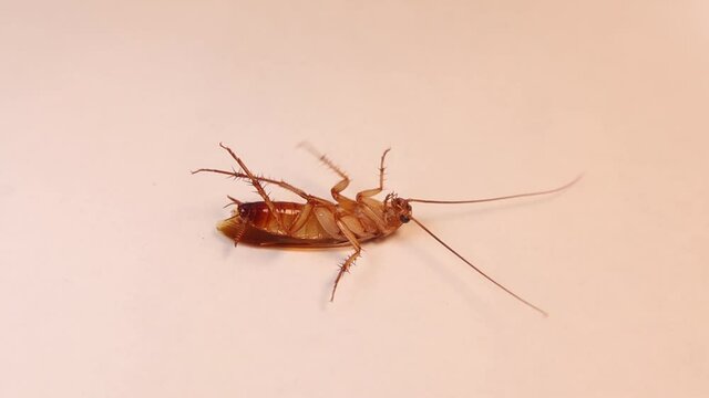 close up of cockroach isolated on white background.
American cockroach.
health, hygiene.
insects, insect, bugs, bug, animals, animal.