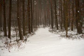 leśna zimowa ścieżka © Marcin Łazarczyk
