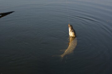 
Summer fishing, pike fishing, spinning on the lake 
