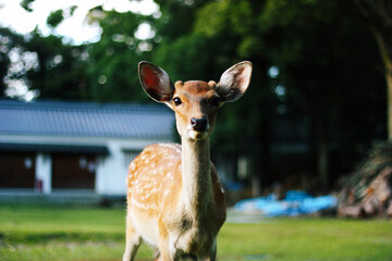 Portrait of baby deer in the forest of Nara Japan