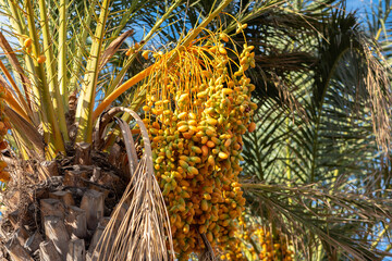 The palm tree on the blue sky. The palm with dates.