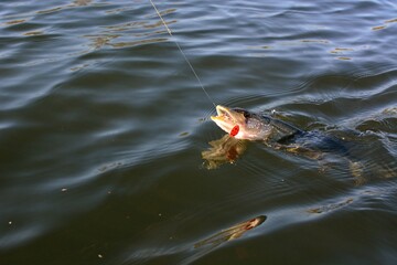 
Summer fishing, pike fishing, spinning on the lake 