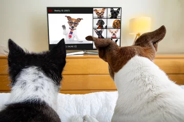Fototapete Lustiger Hund Hund bei einer Videokonferenz für Online-Meetings