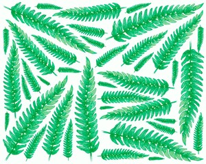 Ecological Concept, Illustration Background of Beautiful Pteridophyta or Tassle Fern Leaves.
