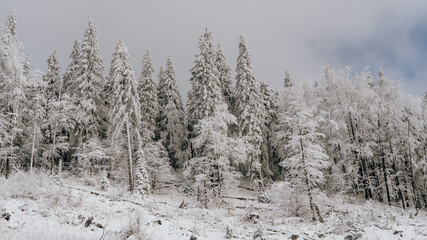 trees in snow