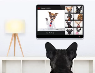 Deurstickers Grappige hond hond met een online vergadering videoconferentie