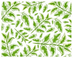 Ecological Concept, Illustration Background of Asystasia Gangetica, Chinese Violet, Coromandel, Creeping Foxglove or Asystasia Leaves.
