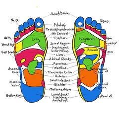 Foot reflexology chart with an accurate description of the corresponding internal organs and body parts. Isolated vector illustration on white background.