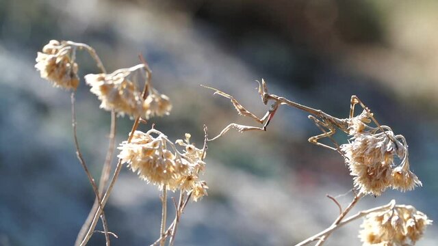 Praying Mantis (Empusa Pennata) walking on flowers