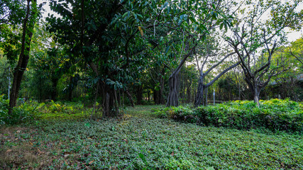 Tropical air-root dense forest