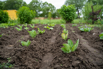 young crop of greenery on the garden plot, the concept of clean