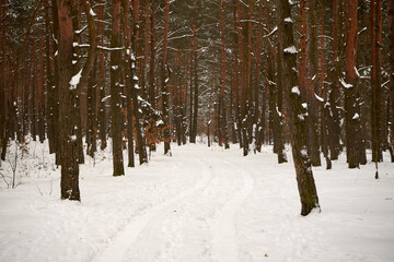 leśna zimowa ścieżka © Marcin Łazarczyk